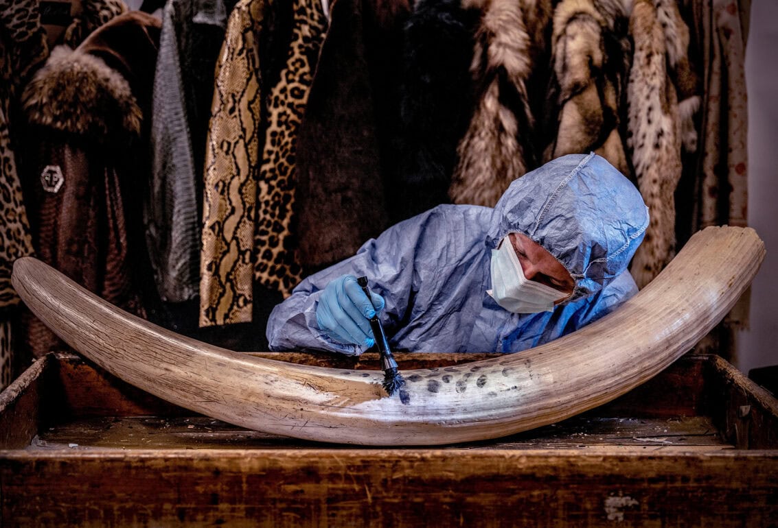 Forensiker untersucht Bullenhorn auf Spuren am Tatort.